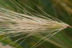 Hordeum