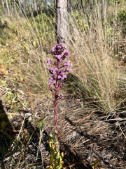Carphephorus paniculatus
