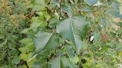 Populus grandidentata