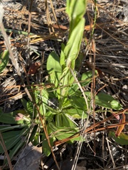 Carphephorus paniculatus