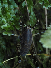 Macropathinae