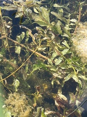 Potamogeton illinoensis