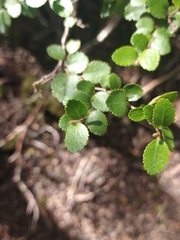 Nothofagus betuloides