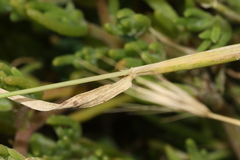 Hordeum