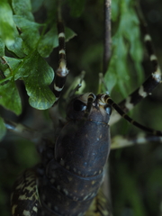 Macropathinae
