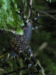 Macropathinae