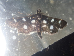 Bocchoris inspersalis