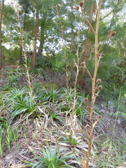 Eryngium paniculatum