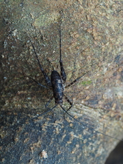Macropathinae