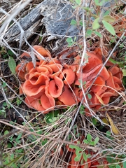 Guepinia helvelloides