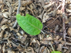 Adenocaulon chilense