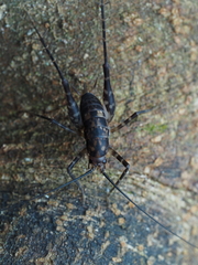 Macropathinae
