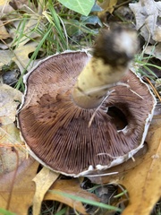 Agaricus crocodilinus