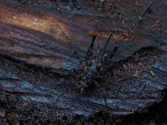 Macropathinae