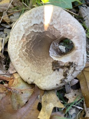 Agaricus crocodilinus