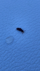 Staphylinini