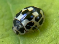 Propylea