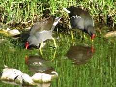 Gallinula chloropus