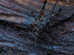 Macropathinae
