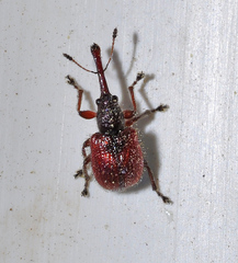 Tatianaerhynchites aequatus