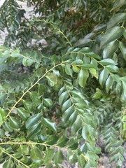 Koelreuteria bipinnata