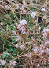 Cuscuta epithymum