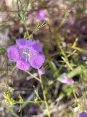Agalinis purpurea