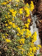 Ericameria cuneata