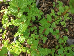 Nothofagus pumilio