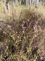Agalinis purpurea