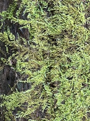 Callicladium imponens