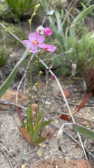 Ixia scillaris