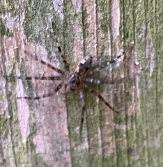 Dolomedes tenebrosus
