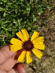 Encelia asperifolia