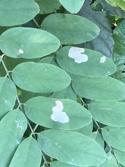 Chrysaster ostensackenella