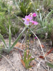 Ixia scillaris