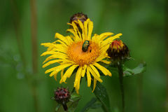 Cryptocephalus sericeus