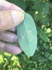 Chrysaster ostensackenella