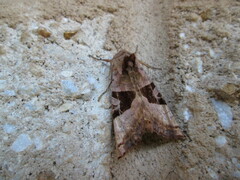 Phlogophora