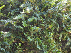 Griselinia scandens