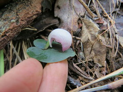 Corybas barbarae
