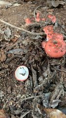 Russula emetica