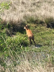 Blastocerus dichotomus