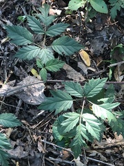Rubus laciniatus