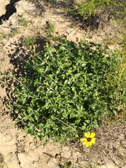Encelia asperifolia