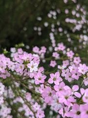 Coleonema pulchellum