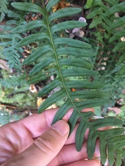 Polypodium appalachianum