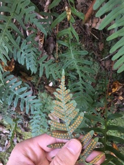 Polypodium appalachianum