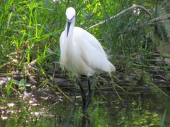 Egretta garzetta