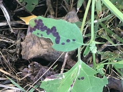 Norvellina chenopodii